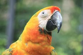 Parrot Macaw Green