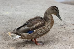 Duck Bird Fauna
