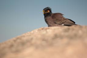 Yellow and black Myna Eyes Bird