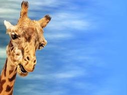 giraffe greeting card sky
