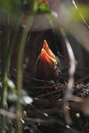 chick in the web in the sun