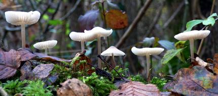 Fall Mushrooms White