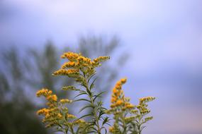 yellow wildflower against the sky
