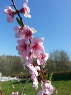 sakura in the blue sky