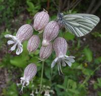 unusual flowers with a butterfly in the forest