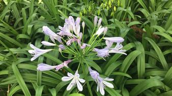 little flowers on green leaves