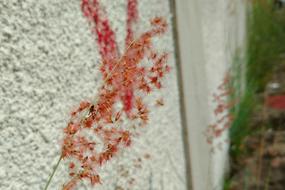 City Urban red Plant