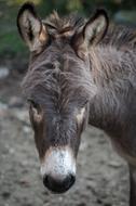 Donkey Animal