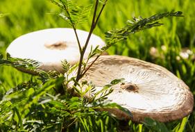 round forest mushroom in the grass