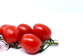 cherry tomatoes on a branch
