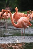 Flamingo Bird Pink Water