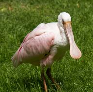 Roseate Spoonbill Bird Nature