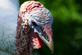 Turkey Bird Animal World