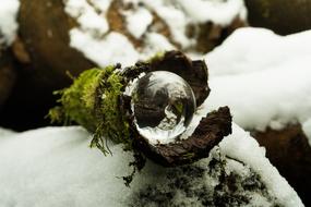 log in the snow in the forest