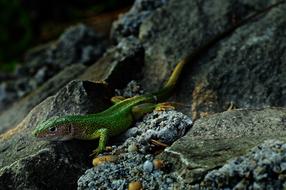 Lizard Green Reptile