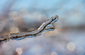 branch in ice in the forest
