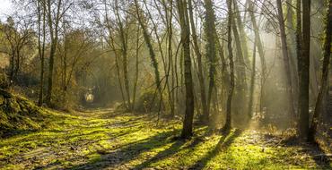 Arboleda Backlight Wood