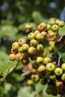 berries on the trees in the forest