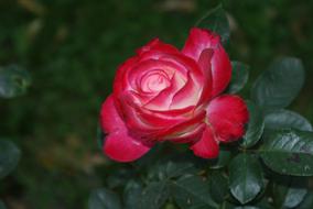 red rose close-up in foliage