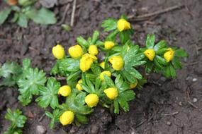 Nature Plant Blossom