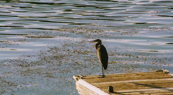 Water Bird Nature