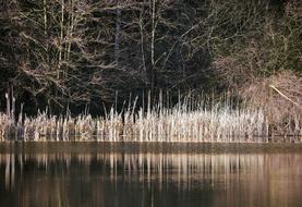 Winter At The Lake Reed Reeds
