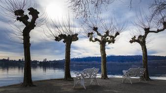 tall unusual trees under the sun