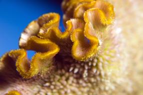 yellow swirling mushroom close-up