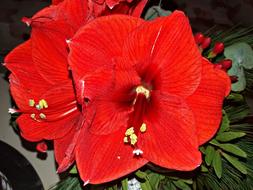 Flower Red Nature
