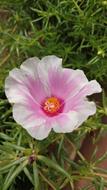 Flower White Pink