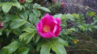 Dog Rose Ros Beautiful Early