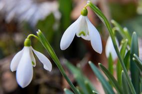 snowdrops close up