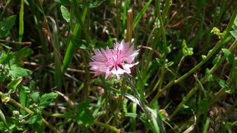 Klint Pink Cornflower