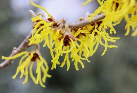 yellow leaves on a branch under the sun