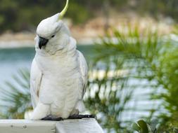 Cockadoo White Yellow