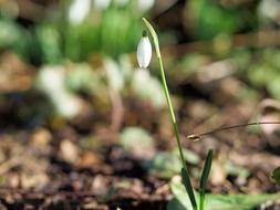 Snowdrop Spring Flower