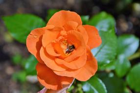 Rose Orange Bloom