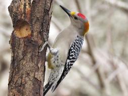 small colorful woodpecker on the trunk