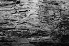 Black And White Wood Texture