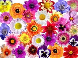 colored flowers on a white background