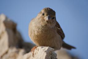 cute sparrow sitting