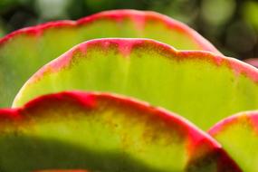 unusual leaves of plants in the garden