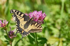 Butterfly Nature Insect