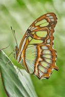 Butterfly Nature Insect