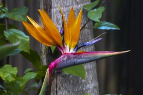 an unusual large flower on a tree