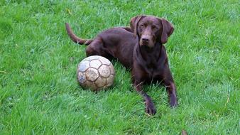 brown labrador and ball on green lawn