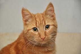 Portrait of Pet Domestic Cat