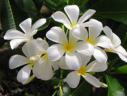 white flowers in green