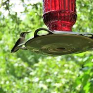Bird Hummingbird