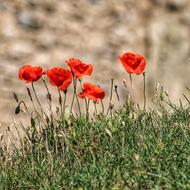 Poppy Nature Flower